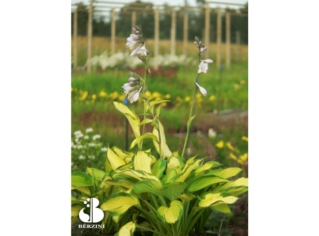 Hosta   'Captain Krik'